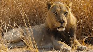 big cat country doents lion prides