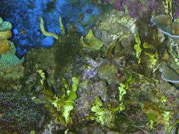 algaefix marine to control hair algae