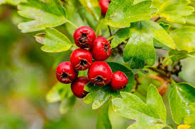10 surprising hawthorn berry benefits