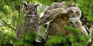 9 owl species that live in iowa 2024