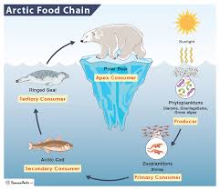 arctic food chain exles and diagram