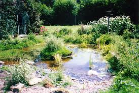 Wildlife Garden Pond Design In