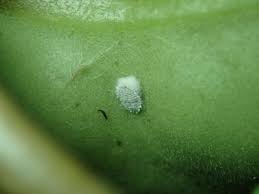 Mealybugs Horticulture And Home Pest News