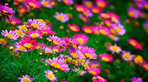 most beautiful flowers wallpapers on