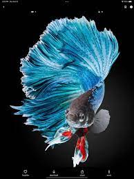 betta fish wallpapers hd on the app