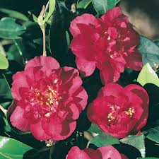 Camellia Sasanqua Bonanza