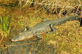 Alligators in Arkansas - Only In Arkansas