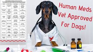 Human Meds Vet Approved Before Giving Your Dog Medications