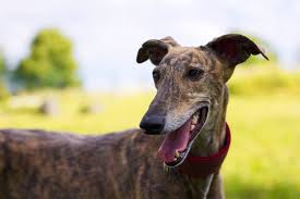Travel with peace of mind to destinations nationwide. Greyhound Personality Get To Know The Breed Ollie Blog