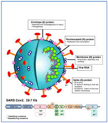 vaccines free full text covid 19
