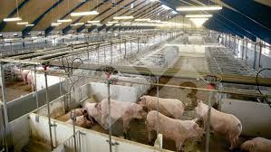 design of facilities for pigs