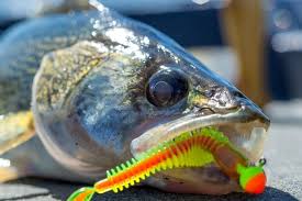 How To Catch Walleye From S Best Way