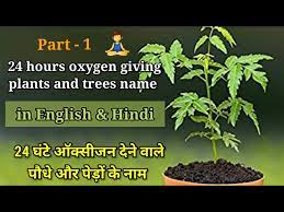 Oxygen Giving Indoor Plants 24 घ ट