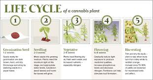 The Anatomy Of A Cannabis Plant And Its Lifecycle