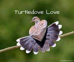turtledove love gary thomas