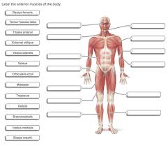 Superficial and deep posterior muscles of upper body. Quiz Ch 10 Copy Diagrams Flashcards Quizlet