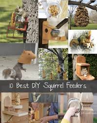 10 best diy squirrel feeders