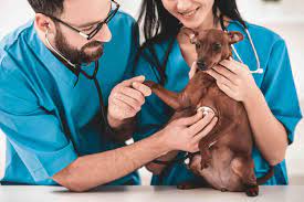 Veterinary Assistant & Technician: Whats the Difference?