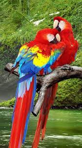 Parrot Live Wallpaper for Android - APK ...