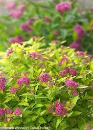 Low Maintenance Plants For Your Garden