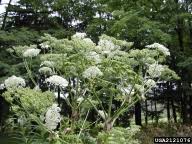 giant hogweed: Heracleum mantegazzianum (Apiales: Apiaceae ...