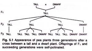 Mendels Postulates And Laws Of Inheritance With Diagram