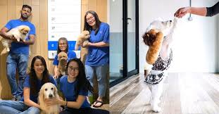 Select service pet boarding dog walking pet grooming pet taxi pet sitting pet daycare. Cocomomo Malaysian Affordable Luxury Pet Boarding Hotel