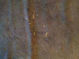 help i spilled bleach on my carpet