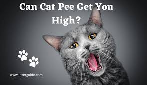 can cat get you high the