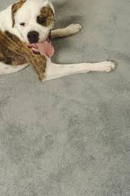 why do dogs dig the carpet dog care