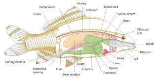 Watch this short to know. Fish Anatomy Wikipedia