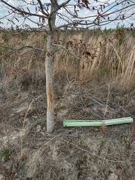 young hardwood trees from deer damage