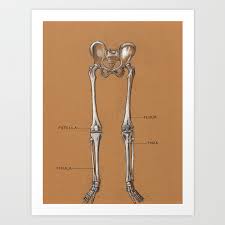Introduction to functional anatomy of the lower extremity. Jesse Young S Human Anatomy Drawing Of Skeletal Structure Of The Lower Body Circa 2005 Art Print By Jesseyoung Society6