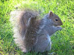 As part of the skedaddle process we will fully inspect your home and detail all potential squirrel entry points. Squirrels How To Get Rid Of Squirrels In The Home Garden The Old Farmer S Almanac