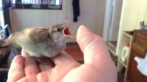 Raising A Baby Sparrow By Mike Franzman