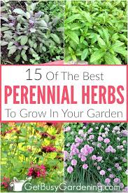 Garden Perennial Herbs