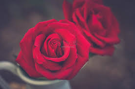 red roses hd photos free