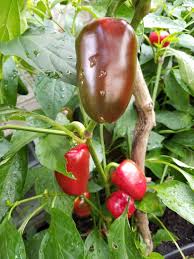 Cross Pollinating Peppers By Accident Or On Purpose Grow