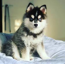 pomsky puppies celtic star