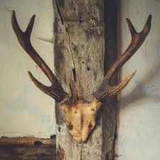 Wall Mounted Antlers Free Stock Photo