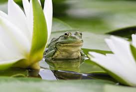 Backyard Pond Winter Care Tips The