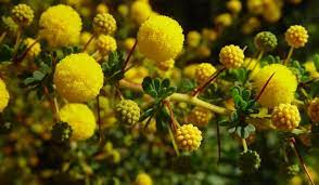 golden wattle national flower of australia