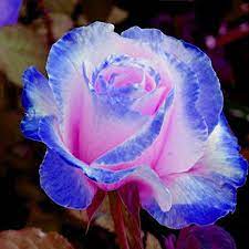 Oce180anYLVUK Semi di rosa, 30 pezzi/borsa Semi di rosa Piante rare  profumate Semi di piante da tavolo con fiore blu-rosa per giardino rose  seed : Amazon.it: Giardino e giardinaggio