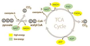 Events In Cellular Respiration