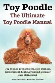 toy poodles the ultimate toy poodle