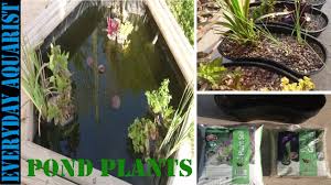 pond plants how to plant and re pot