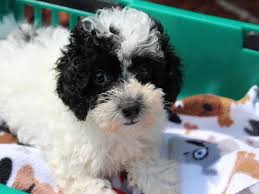 miniature poodle dog male black parti