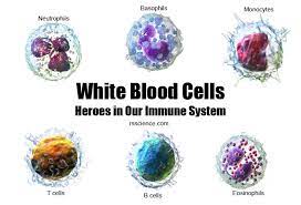 white blood cells types biology and
