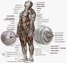 Muscles Involved In The Conventional Deadlift All About