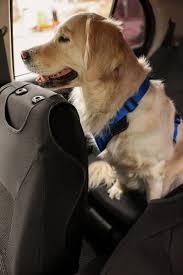 Bernese Mountain Dog In Car Trunk